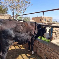 گاو شیری آبستن و تلیسه آبستن