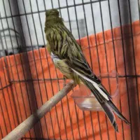 قناری سبز چمنی