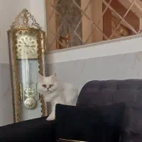 گربه پرشین ماده چشم هاش دورنگ