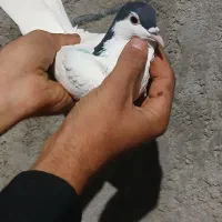 کفتر رنگی
