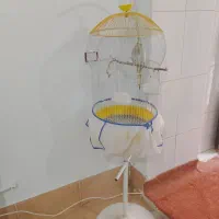 پرنده|پرنده|رباط‌کریم, رباط‌کریم|دیوار