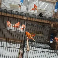 قناری رنگی|پرنده|رباط‌کریم, شترخوار|دیوار