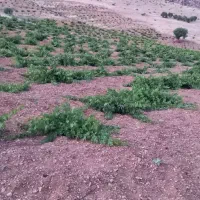 باغ-انگور