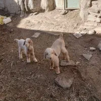 بزدورگه سنان دوقلو