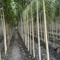 تخفیف ویژه نـهال صنوبر فرصت طلایی سرمایه‌گذاری سبز