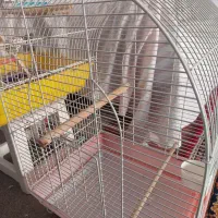 قفس پرنده، بزرگ و در حد