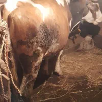 گاو ماده|حیوانات مزرعه|خشکبیجار, |دیوار