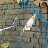 یه جفت عروس هلندی