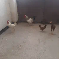 خروسب‌لاری‌منیاتور