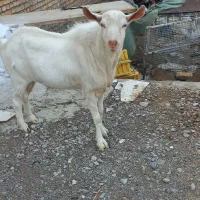 نربز سانن