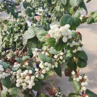 نیرو کار خانم