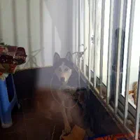 واگذاری سگ هاسکی