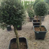 فروش انواع کاج ب قیمت تولید|خدمات باغبانی و درختکاری|صوفیان, |دیوار