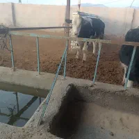 گوساله نر|حیوانات مزرعه|سده (خراسان جنوبی), |دیوار