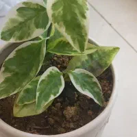 گل  پدیلانتوس|گل و گیاه طبیعی|فولادشهر, C3|دیوار