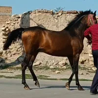 اسب|اسب و تجهیزات اسب‌سواری|ثمرین, |دیوار