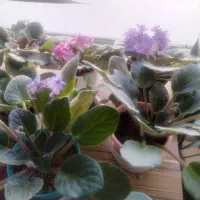 گلهای آپارتمانی