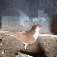 کبوتر شیخی(سیاه)