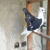 کبوتر تهرانی غریب گیری