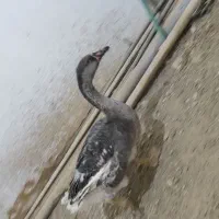 دوتا قوغاز ۶ ماهه