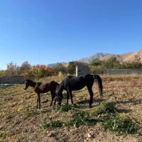 فروش اسب|اسب و تجهیزات اسبسواری|دماوند, دماوند|دیوار