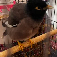 مینا سخنگو دستی