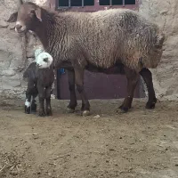 میش بره دار ، میش ابستن ،گوسفند بره|حیوانات مزرعه|شیروان (خراسان), |دیوار