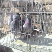 تعدادی کبوتر|پرنده|کاشان, پشت شهربانی|دیوار