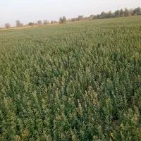 بذر یونجه