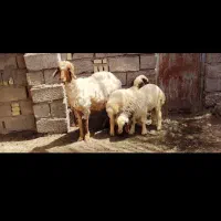 حیوانات مزرعه