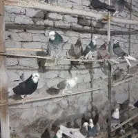 کبوتر پرشی همه رنگ|پرنده|تهران, فلاح|دیوار