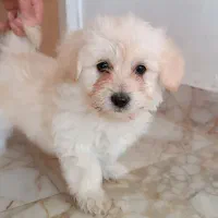 دوعدد توله سگ میکس|سگ|شیروان (خراسان), |دیوار