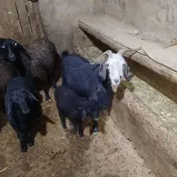 بز ابستن|حیوانات مزرعه|ساروق, |دیوار