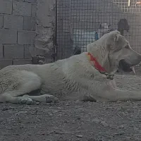 توله خراسانی اصیل