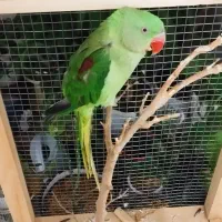 مقداری وسیله|حراج|فسا, |دیوار