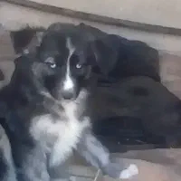 هاسکی همه نر هستن|سگ|بجنورد, |دیوار