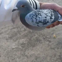 دوبر صید شوده