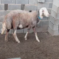 بره قوچی و پلواری