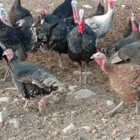 بوقلمون محلی سرحال