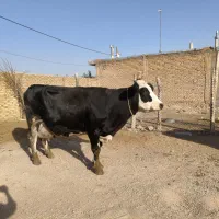 پنج عدد گاو ب همراه دو عدد گوساله
