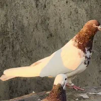 کبوتر کله ای