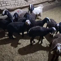 فروش  بره