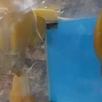 ۷ عدد حلزون اچاتینا بالغ مولد|خزنده|تهران, آذربایجان|دیوار