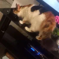 واگذاری گربه|گربه|گرگان, |دیوار