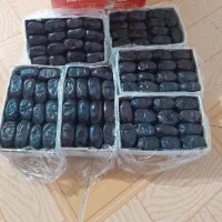 خرما مضافتی،مجول ،پیارم