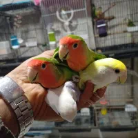 انواع پرنده