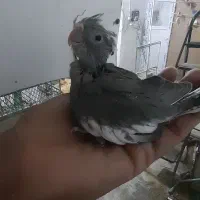 جوجه عروس هلندی سرلاکی