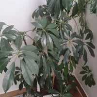 گل شلفرا آربوریکلا بزرگ|گل و گیاه طبیعی|خلخال, |دیوار