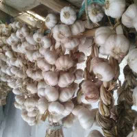 سیر محلی درجه یک بدون آفت