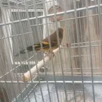 سهره قناری|پرنده|خسروشاه, |دیوار